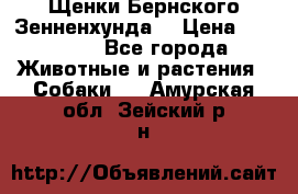 Щенки Бернского Зенненхунда  › Цена ­ 40 000 - Все города Животные и растения » Собаки   . Амурская обл.,Зейский р-н